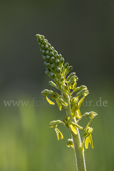 Großes Zweiblatt (Listera ovata)