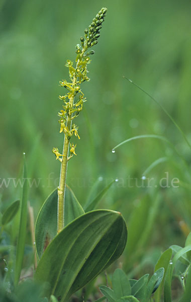 Großes Zweiblatt (Listera ovata)