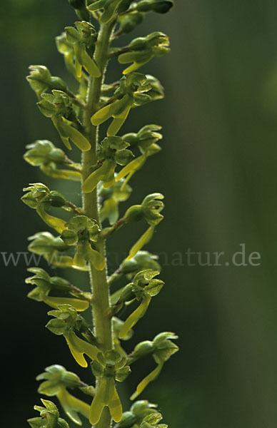 Großes Zweiblatt (Listera ovata)