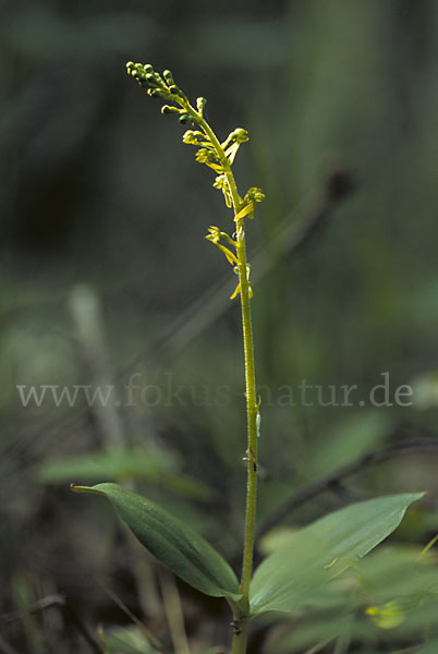 Großes Zweiblatt (Listera ovata)