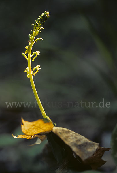 Großes Zweiblatt (Listera ovata)