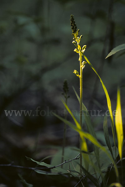 Großes Zweiblatt (Listera ovata)