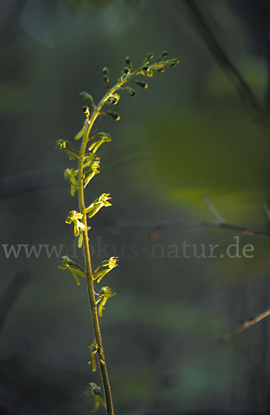 Großes Zweiblatt (Listera ovata)