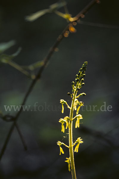 Großes Zweiblatt (Listera ovata)