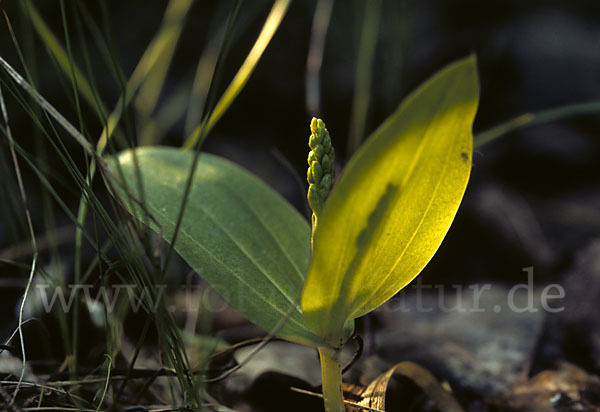 Großes Zweiblatt (Listera ovata)