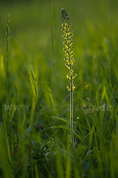 Großes Zweiblatt (Listera ovata)