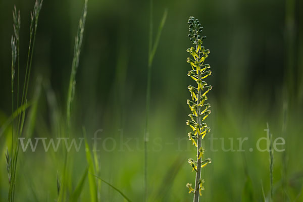 Großes Zweiblatt (Listera ovata)