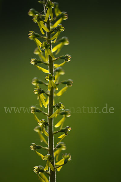 Großes Zweiblatt (Listera ovata)