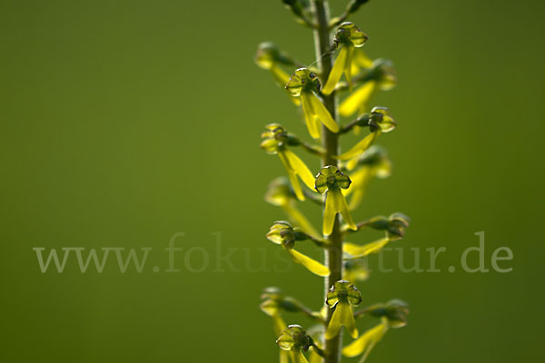 Großes Zweiblatt (Listera ovata)