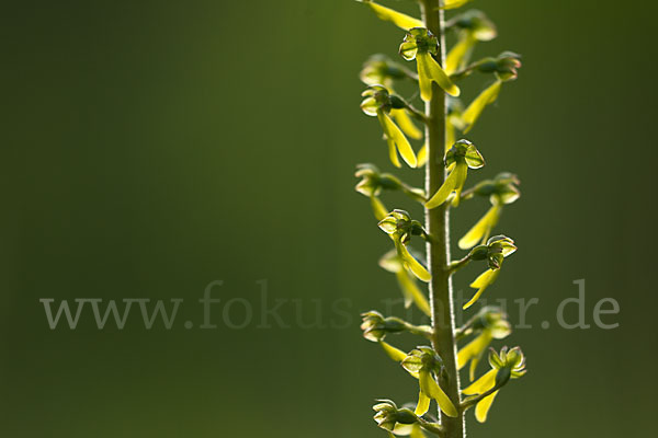 Großes Zweiblatt (Listera ovata)