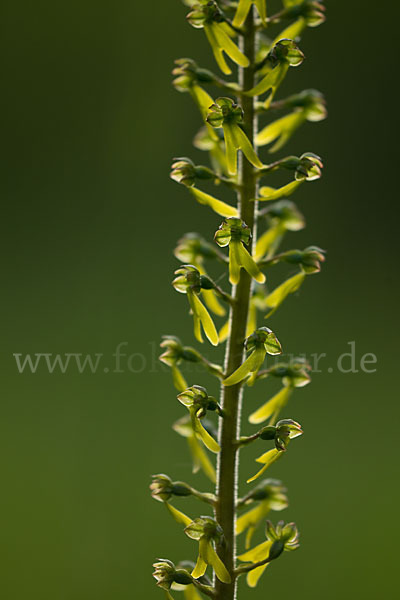 Großes Zweiblatt (Listera ovata)