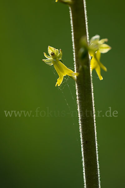 Großes Zweiblatt (Listera ovata)