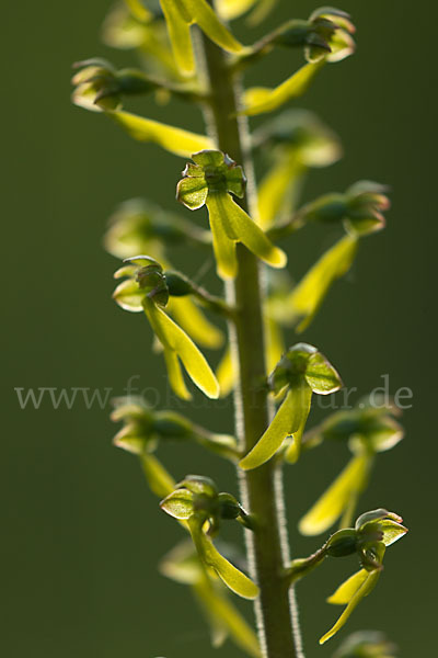 Großes Zweiblatt (Listera ovata)