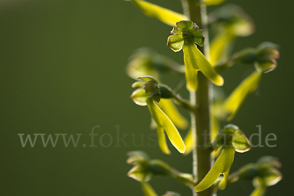 Großes Zweiblatt (Listera ovata)