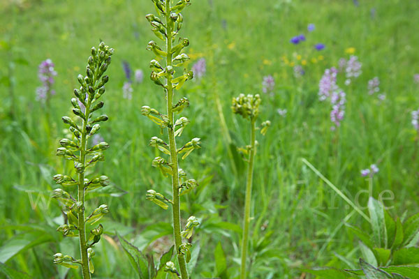 Großes Zweiblatt (Listera ovata)