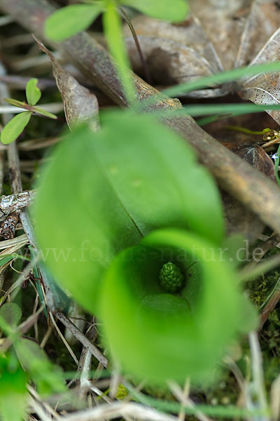 Großes Zweiblatt (Listera ovata)