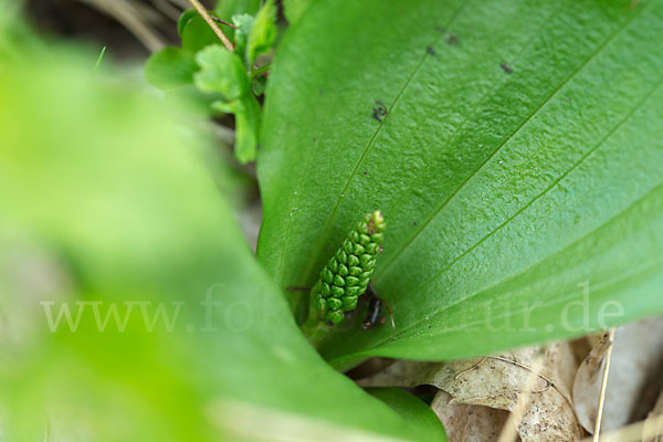 Großes Zweiblatt (Listera ovata)