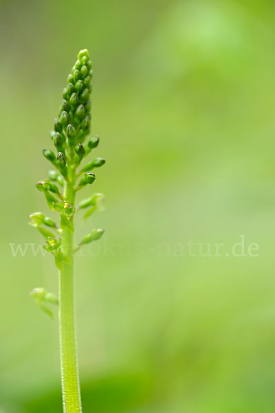 Großes Zweiblatt (Listera ovata)