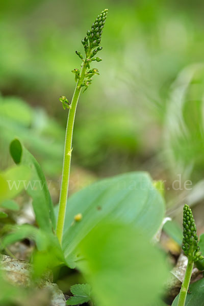 Großes Zweiblatt (Listera ovata)