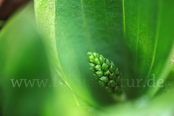 Großes Zweiblatt (Listera ovata)