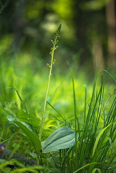 Großes Zweiblatt (Listera ovata)