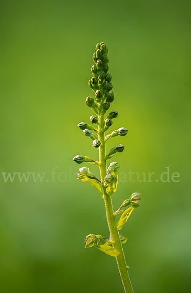 Großes Zweiblatt (Listera ovata)