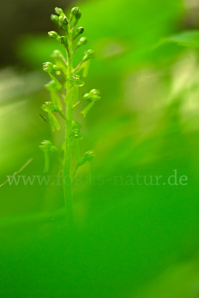 Großes Zweiblatt (Listera ovata)