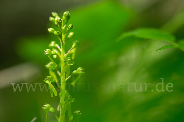 Großes Zweiblatt (Listera ovata)