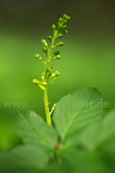 Großes Zweiblatt (Listera ovata)