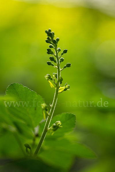 Großes Zweiblatt (Listera ovata)