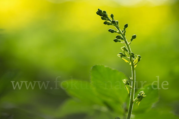 Großes Zweiblatt (Listera ovata)