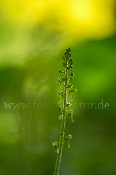 Großes Zweiblatt (Listera ovata)