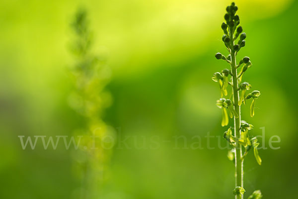 Großes Zweiblatt (Listera ovata)