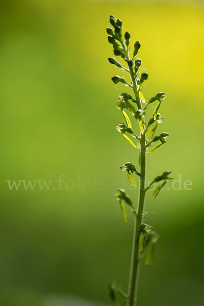 Großes Zweiblatt (Listera ovata)