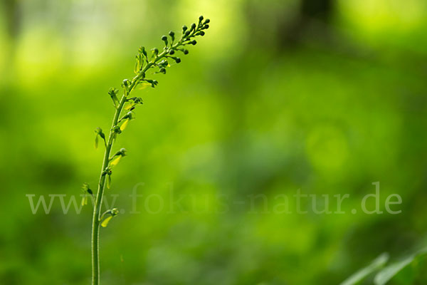 Großes Zweiblatt (Listera ovata)