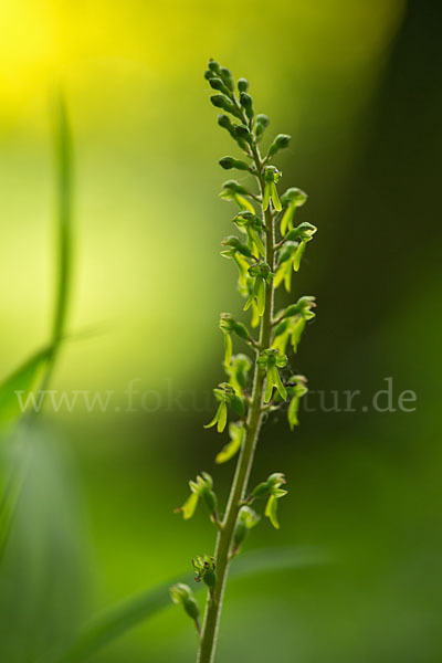 Großes Zweiblatt (Listera ovata)