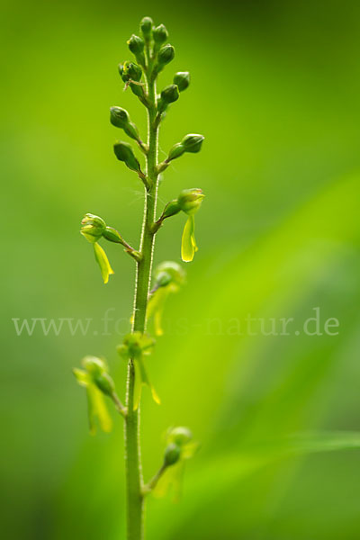 Großes Zweiblatt (Listera ovata)