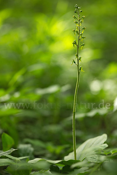 Großes Zweiblatt (Listera ovata)