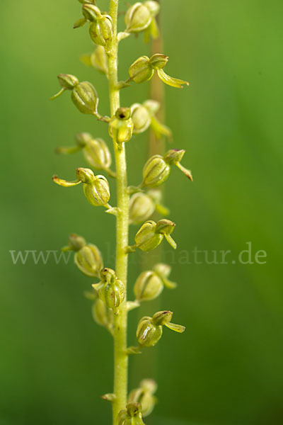 Großes Zweiblatt (Listera ovata)