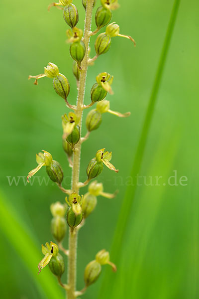 Großes Zweiblatt (Listera ovata)