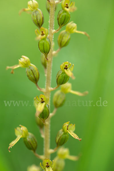 Großes Zweiblatt (Listera ovata)