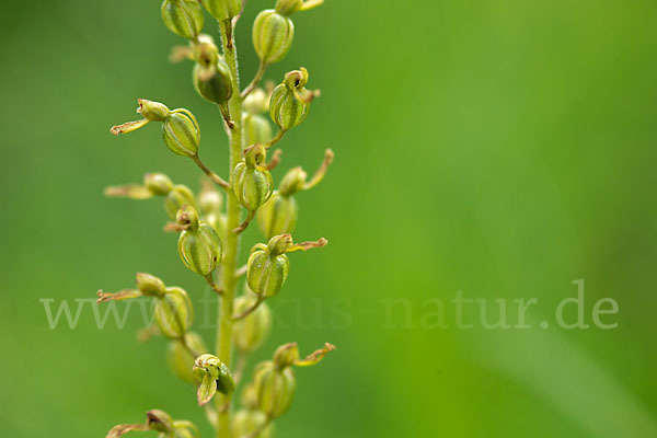 Großes Zweiblatt (Listera ovata)