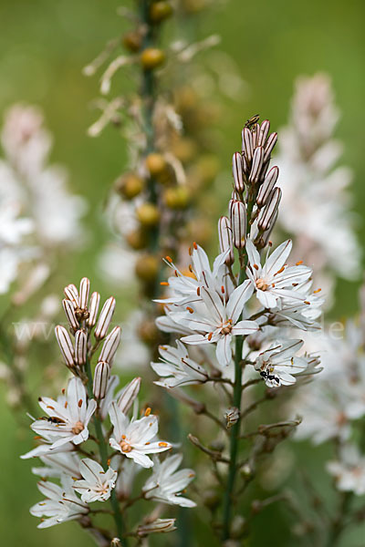 Großfrüchtiger Affodill (Asphodelus macrocarpus)