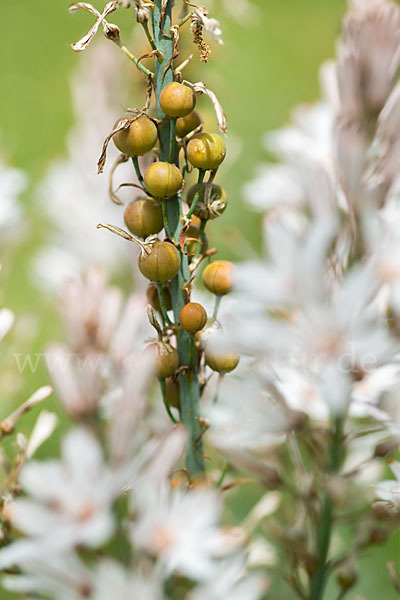 Großfrüchtiger Affodill (Asphodelus macrocarpus)