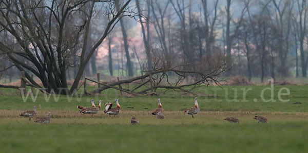 Großtrappe (Otis tarda)