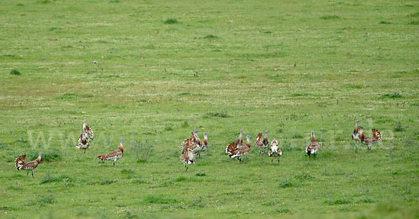 Großtrappe (Otis tarda)