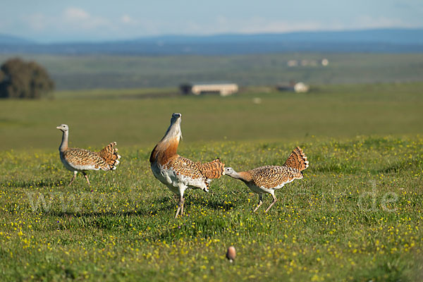 Großtrappe (Otis tarda)