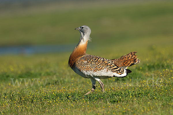 Großtrappe (Otis tarda)