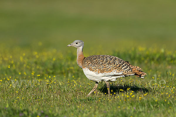 Großtrappe (Otis tarda)