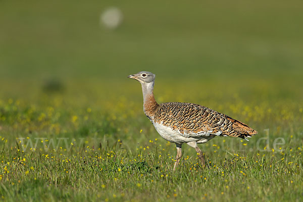 Großtrappe (Otis tarda)